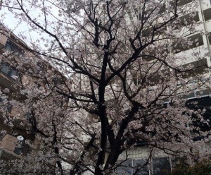 20160401_校内の桜